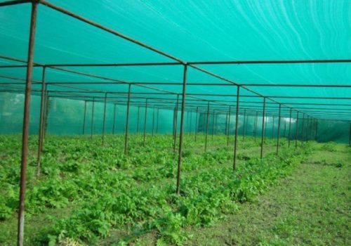agro-shade-net-50-shade-greenhouse-uv-stabilized-net-3m-x-5m-original-imaetetmhvbksshr